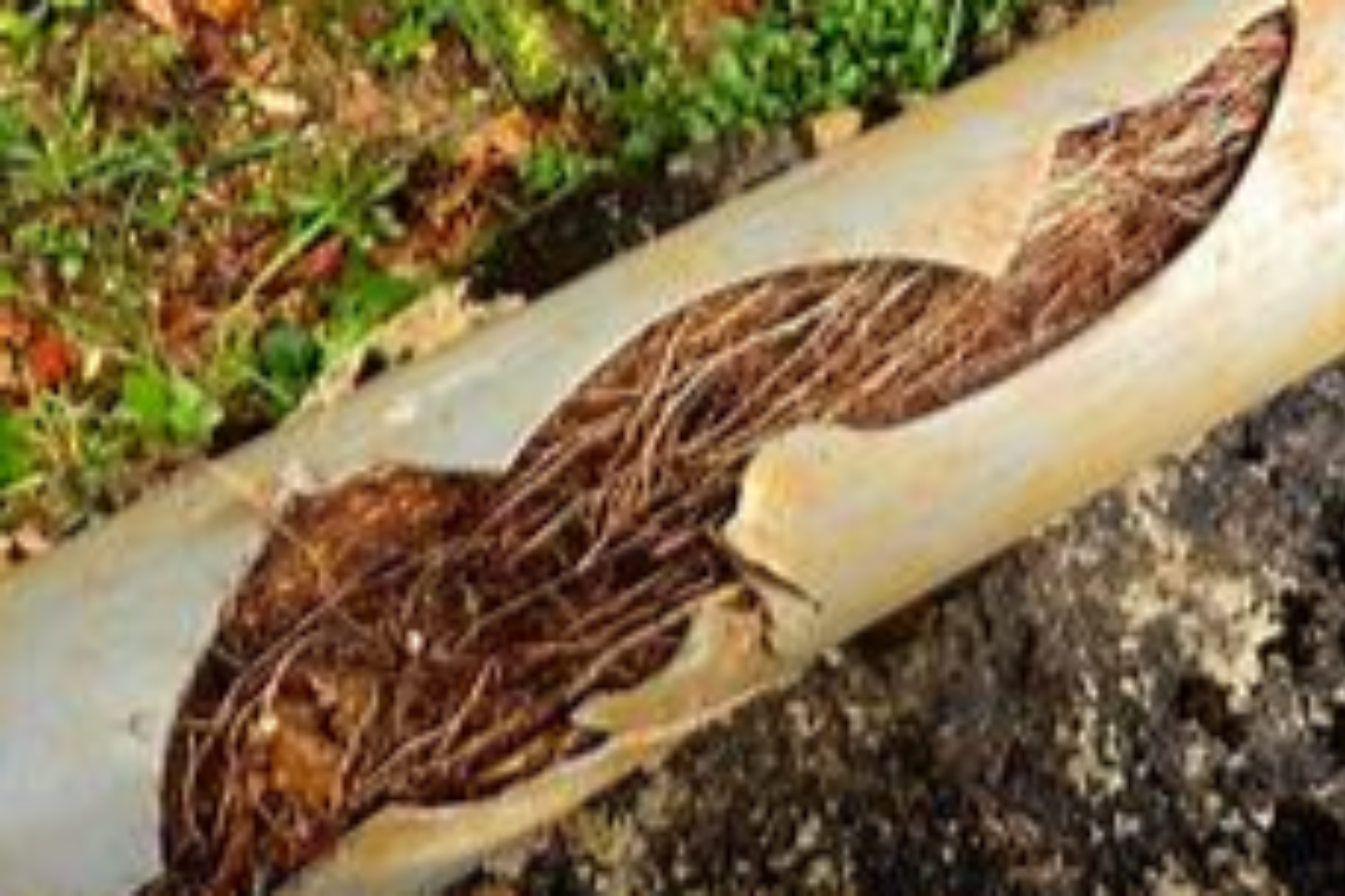In-drain Root Cutting